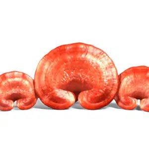 Natur Tanya Szerves Pecsétviaszgomba - Ganoderma tabletta - 60db Natur Tanya Szerves Pecsétviaszgomba - Ganoderma tabletta - 60db