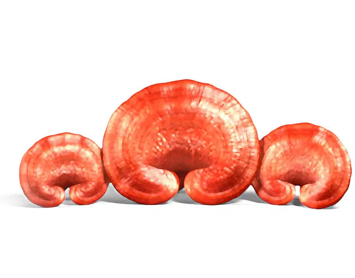 Natur Tanya Szerves Pecsétviaszgomba - Ganoderma tabletta - 60db Natur Tanya Szerves Pecsétviaszgomba - Ganoderma tabletta - 60db