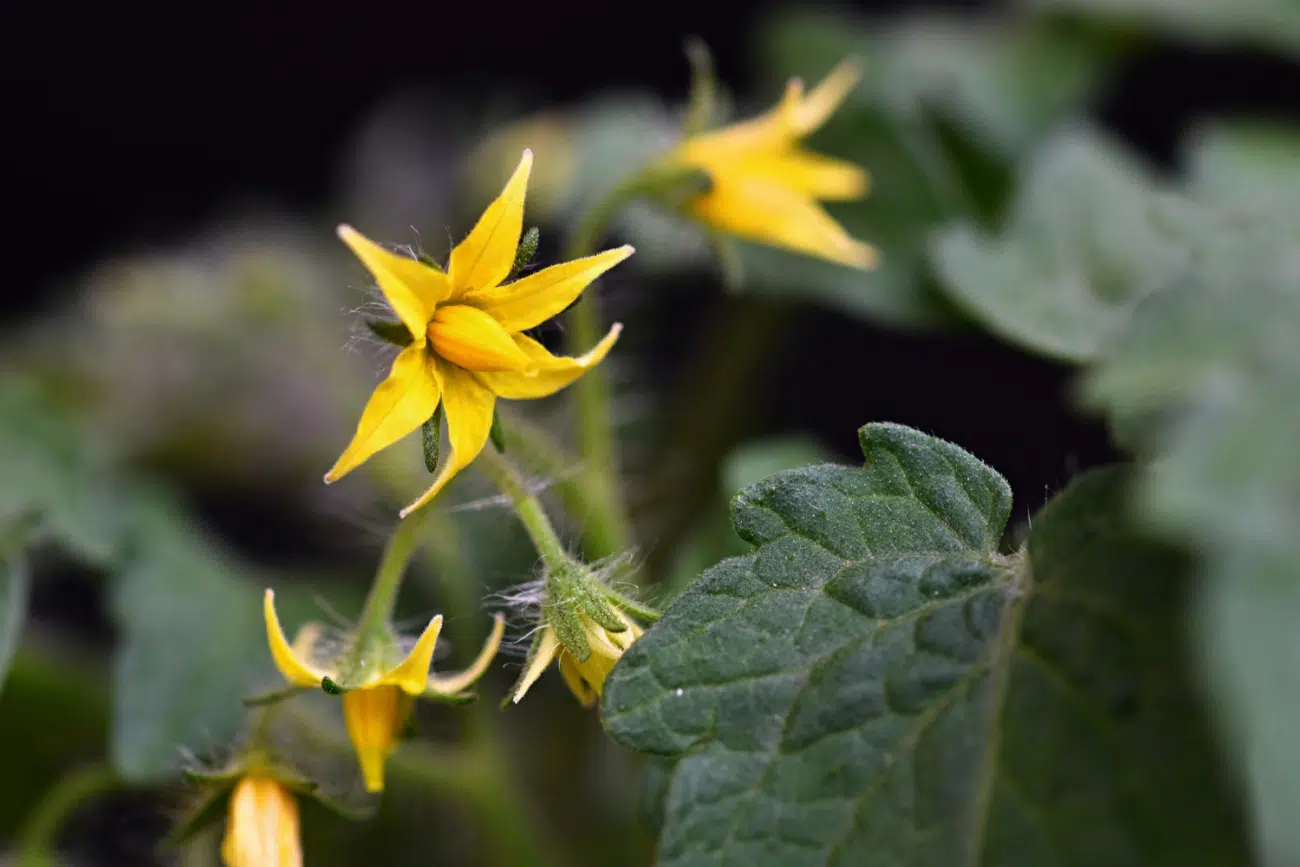 Tribulus terrestris Tribulus terrestris
