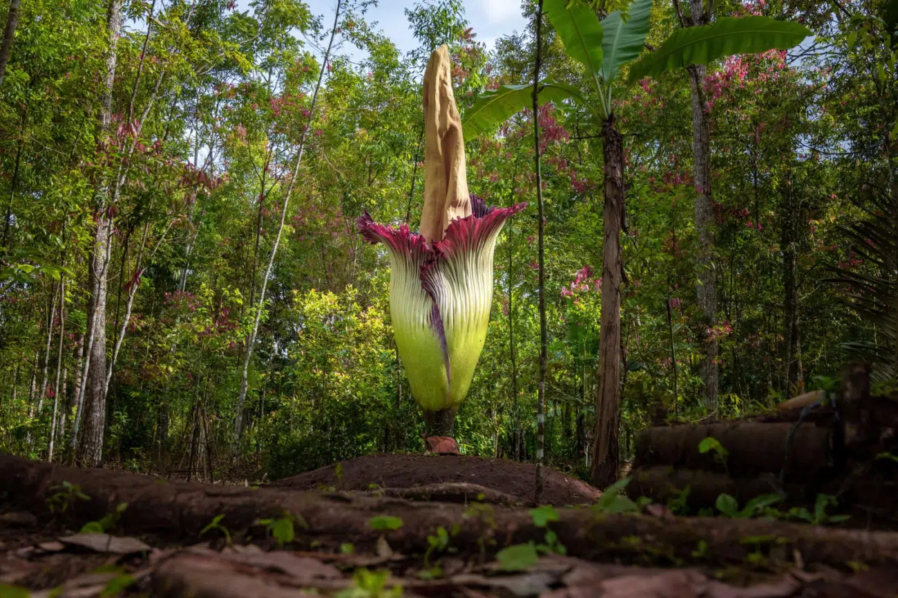 konjac konjac
