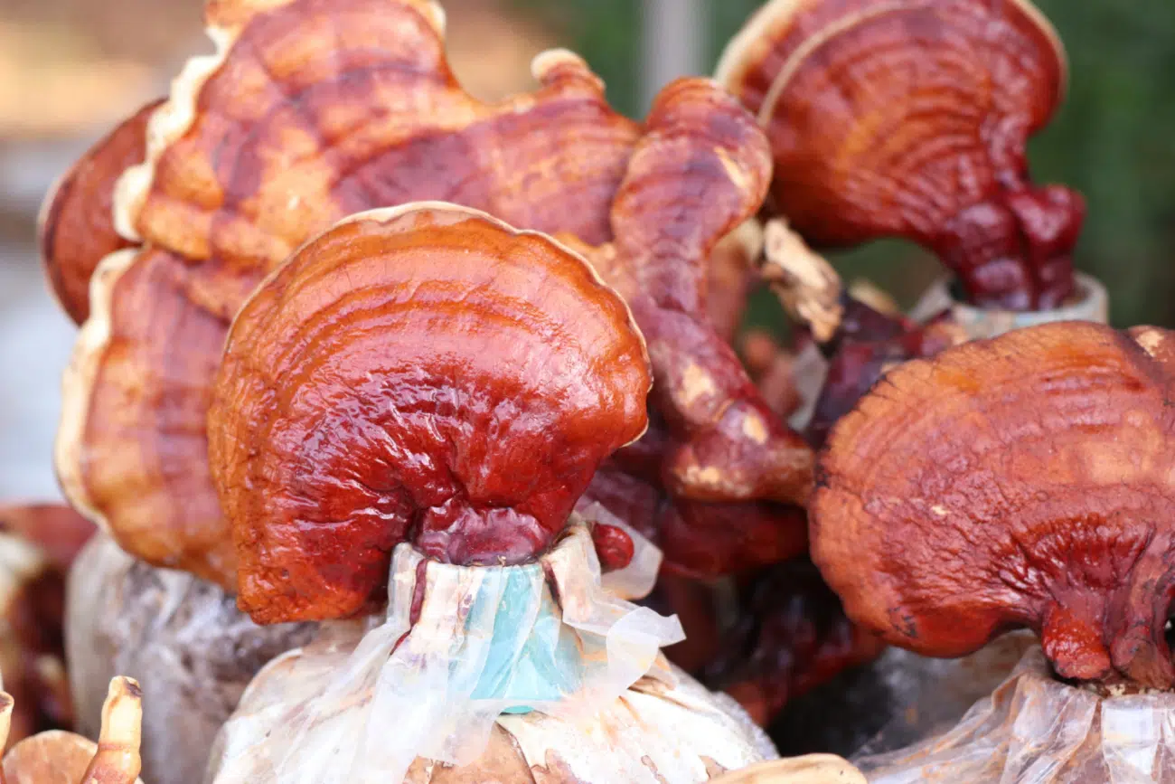 Reishi gomba hatásai: Jobb alvás és vasbeton immunrendszer Reishi gomba hatásai: Jobb alvás és vasbeton immunrendszer
