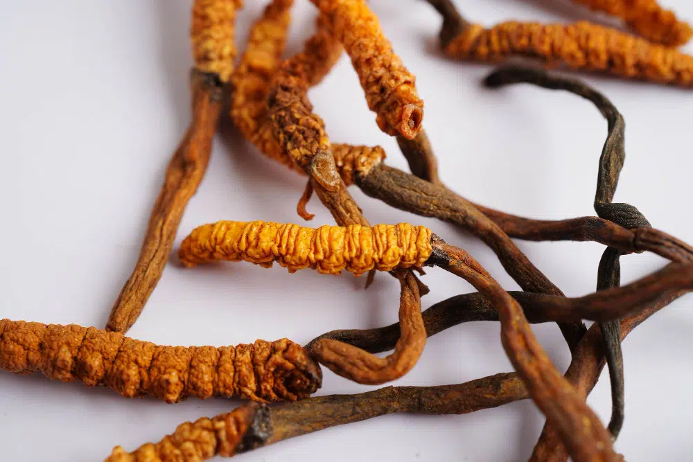Cordyceps kapszula Cordyceps kapszula