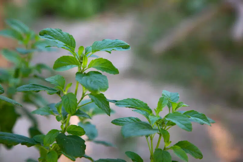 Stresszes vagy? A tulsi tea a legjobb természetes megoldás