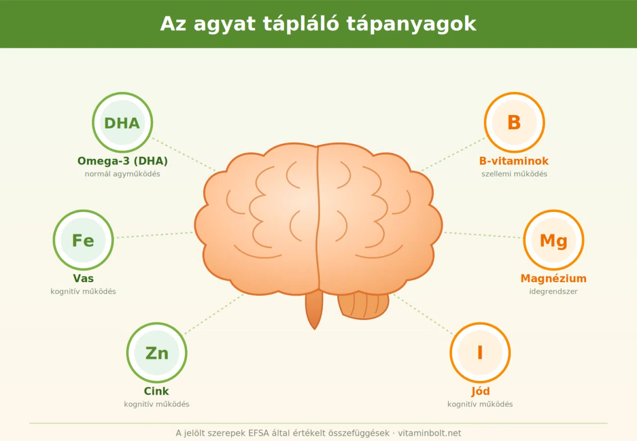 Az agyat tápláló tápanyagok Az agyat tápláló tápanyagok