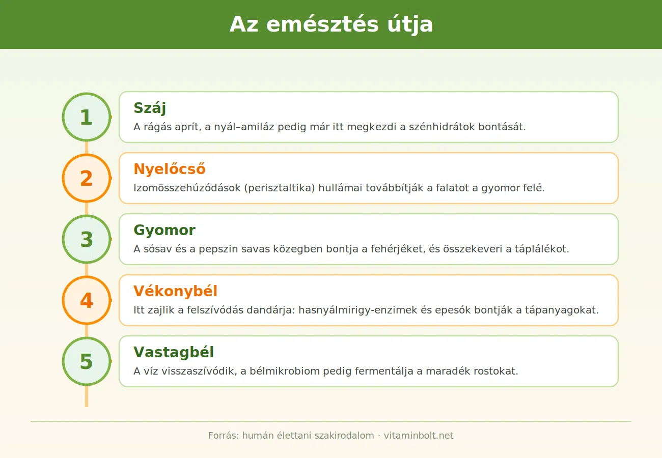 Az emésztés folyamata Az emésztés folyamata