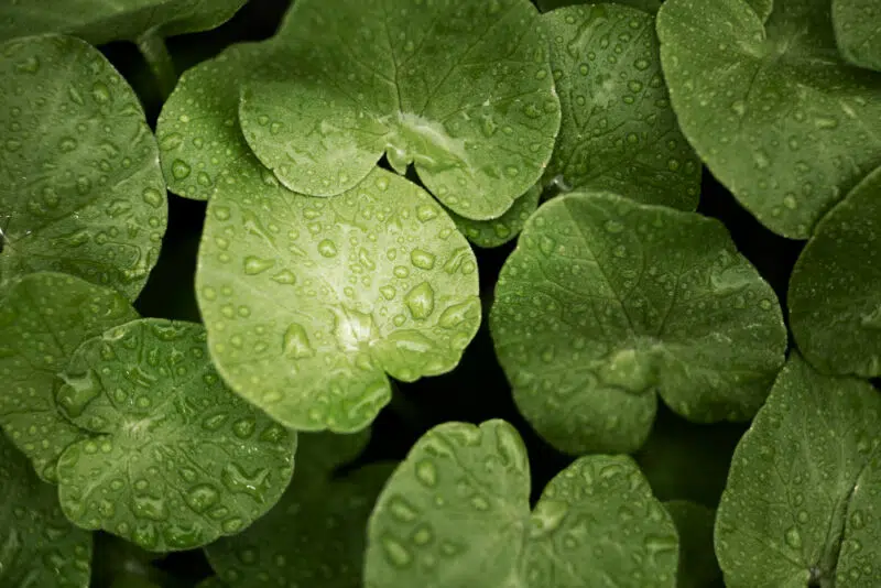 A gotu kola kapszula ereje A gotu kola kapszula ereje