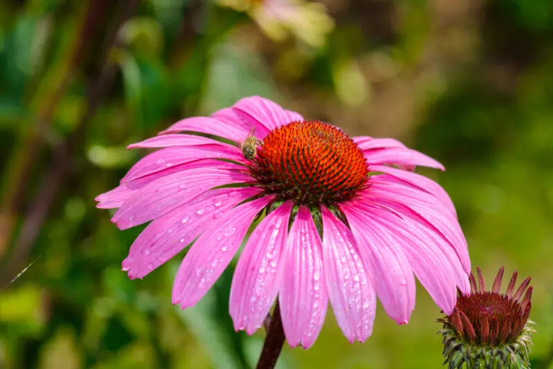 A legjobb echinacea csepp kiválasztása őszi-téli szezonra A legjobb echinacea csepp kiválasztása őszi-téli szezonra