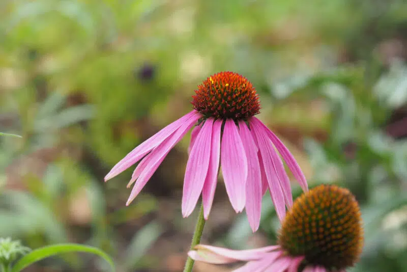 A legjobb echinacea csepp A legjobb echinacea csepp