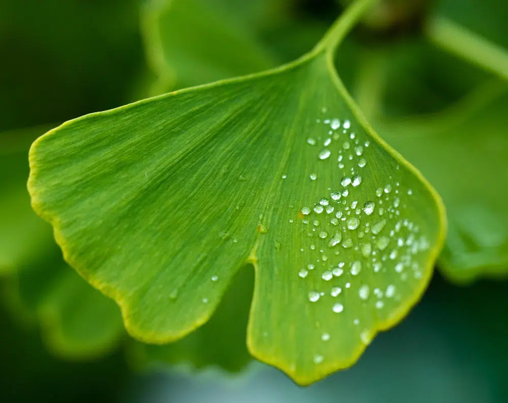 Ginkgo biloba veszélyei: Ezt a hibát ne kövesd el! Ginkgo biloba veszélyei: Ezt a hibát ne kövesd el!