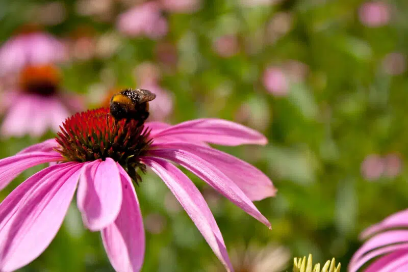 Echinacea mellékhatásai: Kinek tilos szedni?