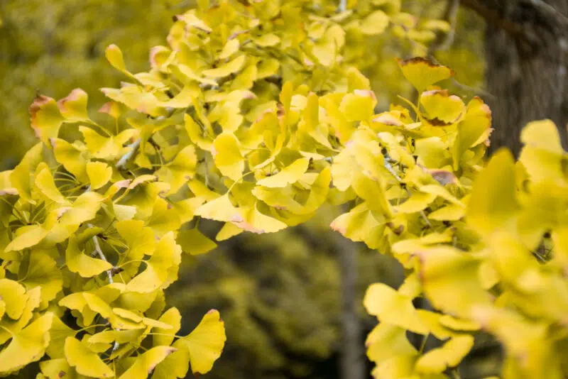 Ginkgo biloba veszélyei: Ezt a hibát ne kövesd el! Ginkgo biloba veszélyei: Ezt a hibát ne kövesd el!