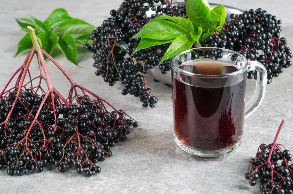 Bodza tea ellenjavallat: Kinek szigorúan tilos innia? Bodza tea ellenjavallat: Kinek szigorúan tilos innia?