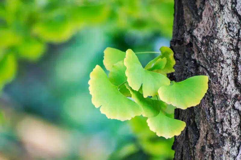 Ginkgo biloba veszélyei Ginkgo biloba veszélyei