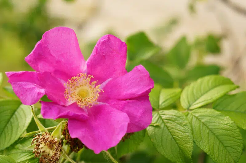 Cistus incanus