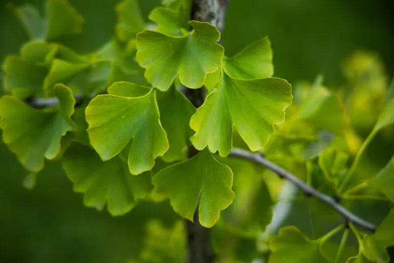 Melyik a legjobb ginkgo biloba készítmény? Így válassz Melyik a legjobb ginkgo biloba készítmény? Így válassz